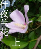 ʲҹ����(��)