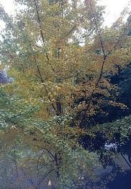 �ҵ������