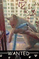 ��̦��è���˷���