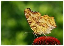 ��Ҷ������