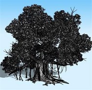 ��ѧ������ɱ��