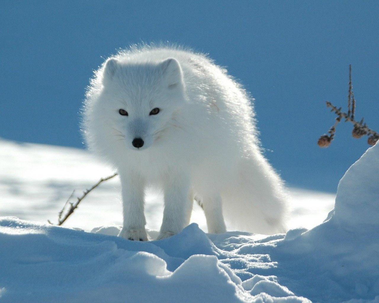 (С����ͬ��)��ô��,һ��С����������